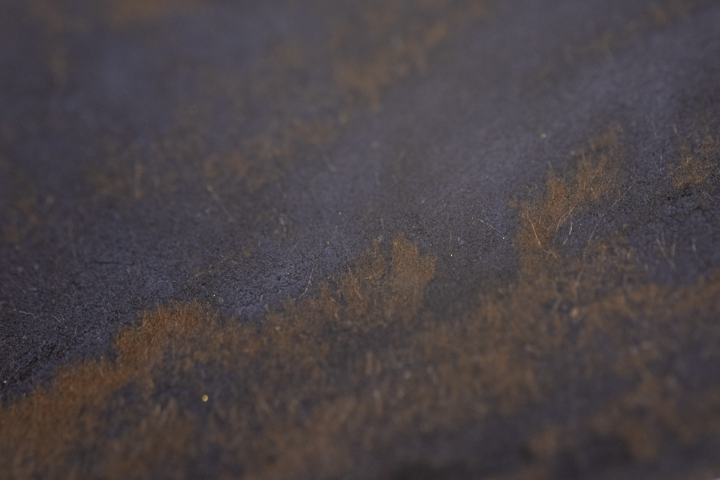 Rogue - Hidden Shadows